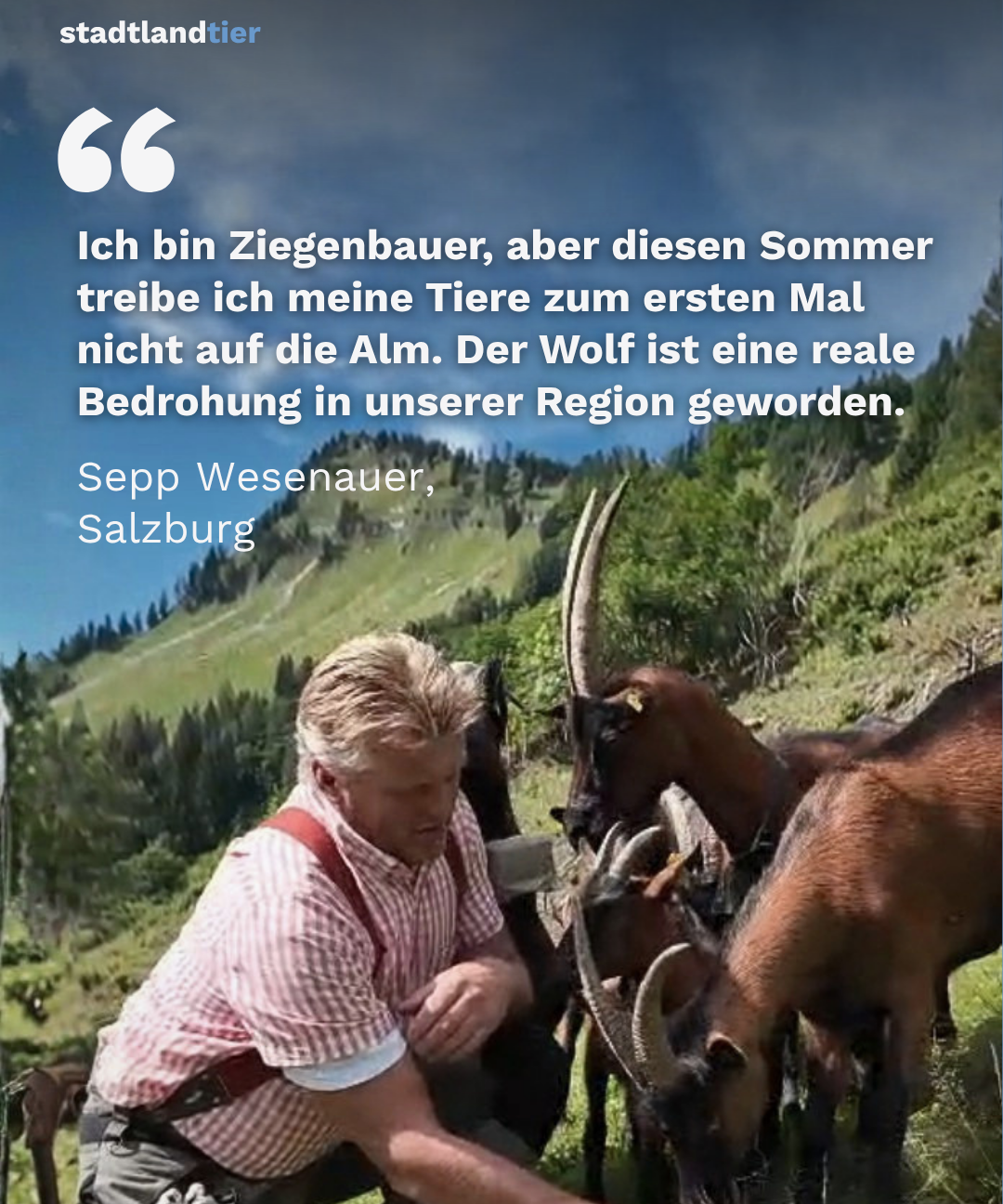 ZitatSchaZi1