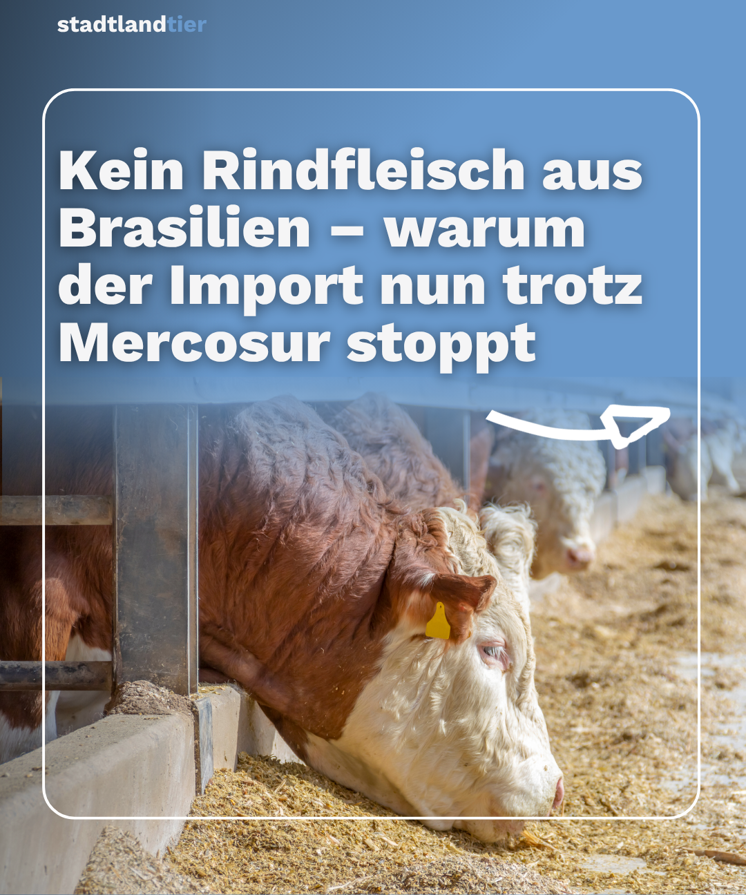 Rind im Stall – Infografik zum EU-Importstopp für Rindfleisch aus Brasilien ab 3. September 2026