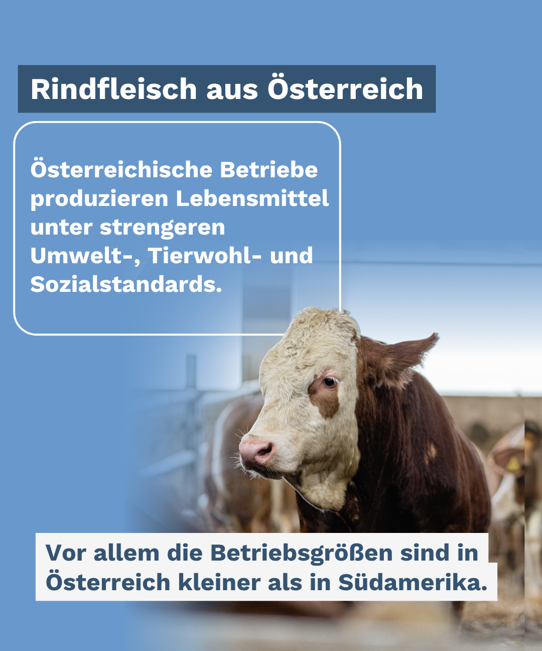 Österreichisches Rind im Stall – heimische Betriebe produzieren nach europäischen und österreichischen Vorgaben
