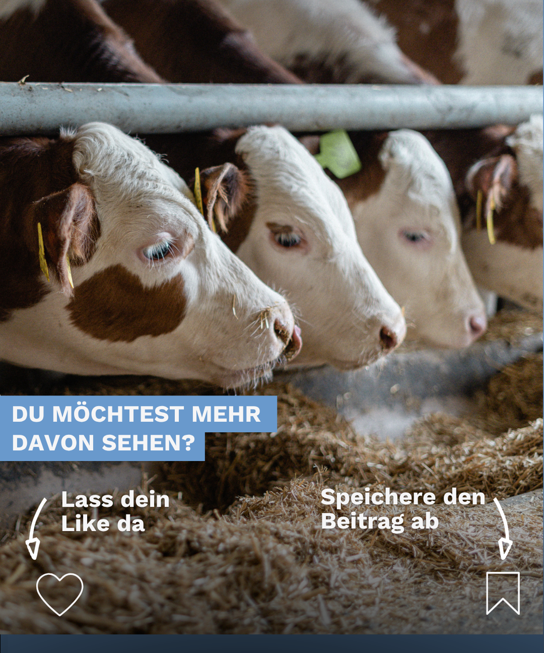 Aufruf, den Beitrag zu teilen, zu speichern und weitere Informationen von StadtLandTier anzusehen